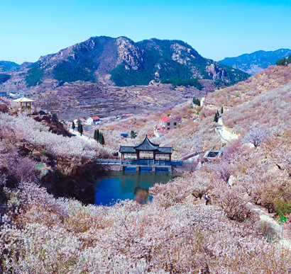 北宅的樱桃花开了！2023首届青岛樱桃花节开幕