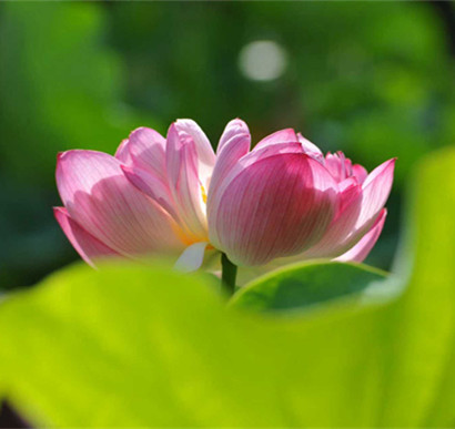 以镜头听荷：青岛摄影师葛卫青与她的东方美学追寻