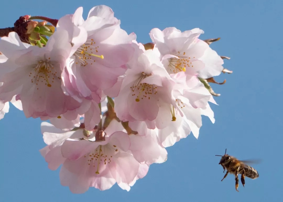 又到樱花季！ ​青岛最全赏花地图+花期预报来了…