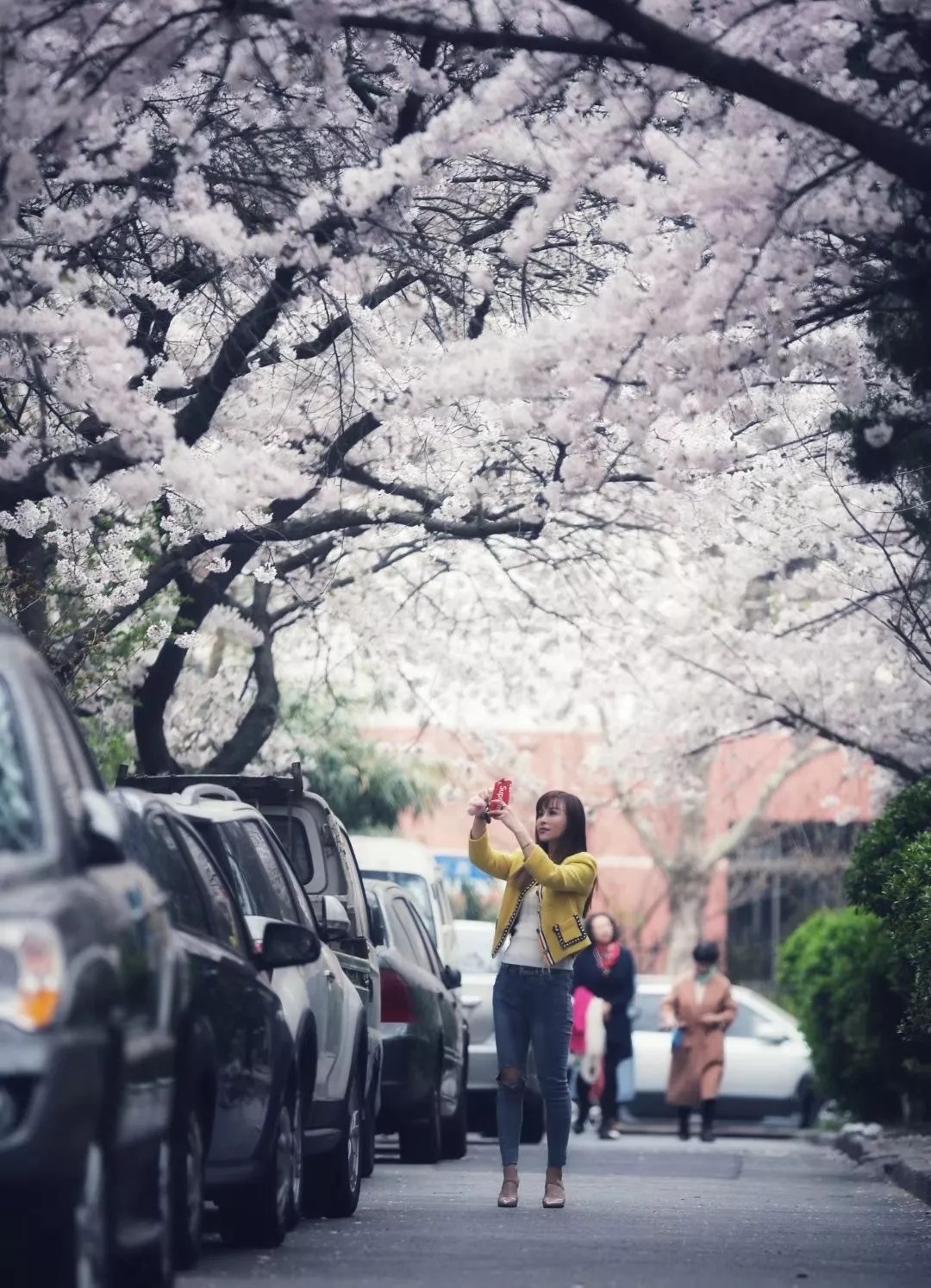 又到樱花季！ ​青岛最全赏花地图+花期预报来了…