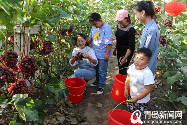 青岛最美乡村打卡地名单正式出炉！“十一”长假去打卡吧