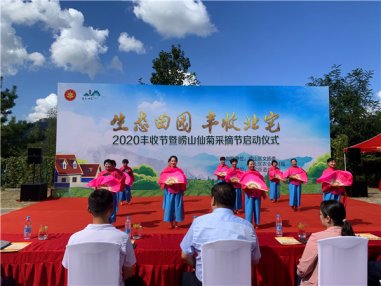 “生态田园 丰收北宅”活动暨青岛崂山仙菊采摘节正式启动