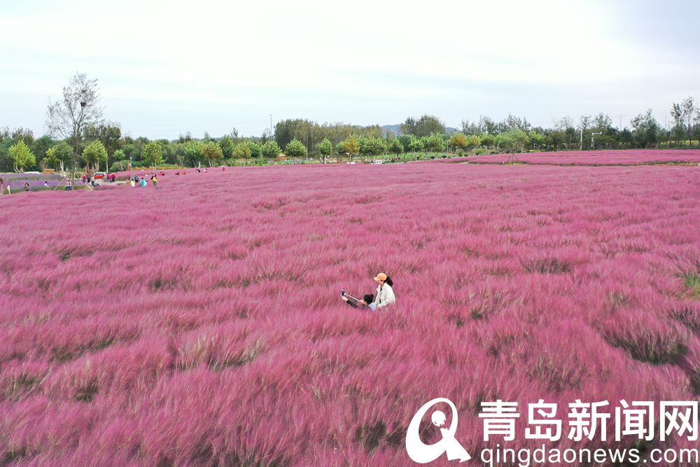 【秋游青岛】即墨龙泉 美丽乡村处处是 游人打卡忙不停