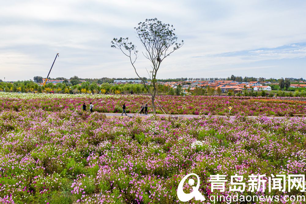 【秋游青岛】即墨龙泉 美丽乡村处处是 游人打卡忙不停