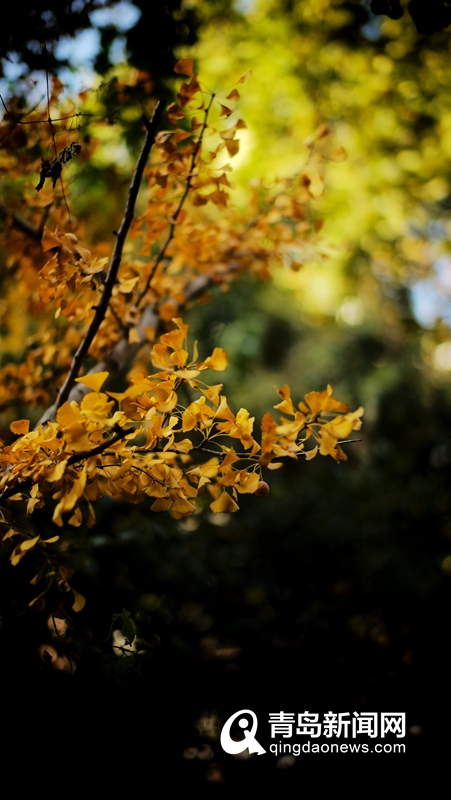 秋色渐浓银杏泛金 摄影师带您领略最美的青岛时节