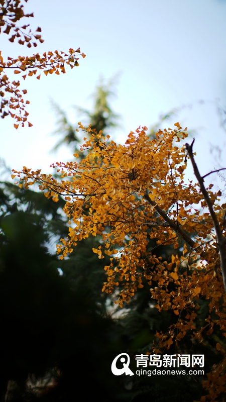 秋色渐浓银杏泛金 摄影师带您领略最美的青岛时节