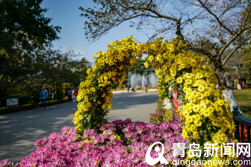 青岛菊展主会场中山公园 千姿百态是菊花