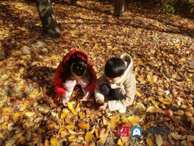 <b>青岛"落叶地图"发布 将举办"落叶缓扫留住秋色"摄影展</b>