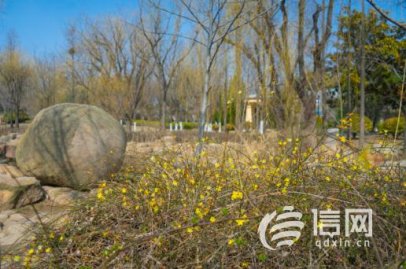 迎春花赏花季来临 青岛市各地区赏花地点全攻略
