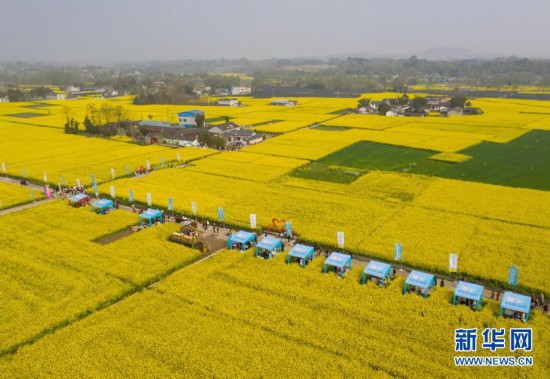 乡村振兴花为媒