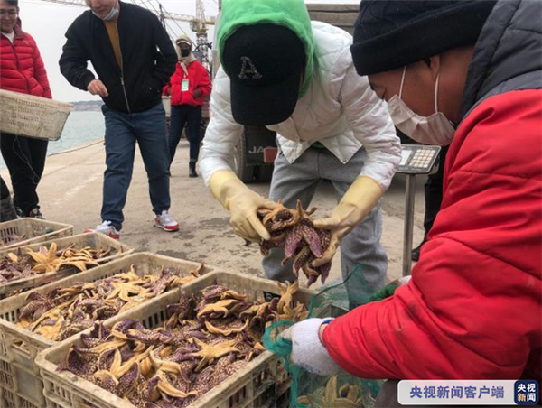 青岛胶州湾海星数量大幅减少 收购价上涨