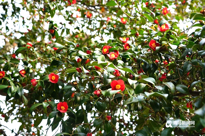 莫负好春光！青岛崂山进入“赏花模式” 快点来踏春