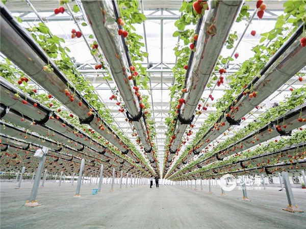 青岛本地蓝莓上市！“太空”种植、五彩蔬果…采摘园里还有这些黑科技