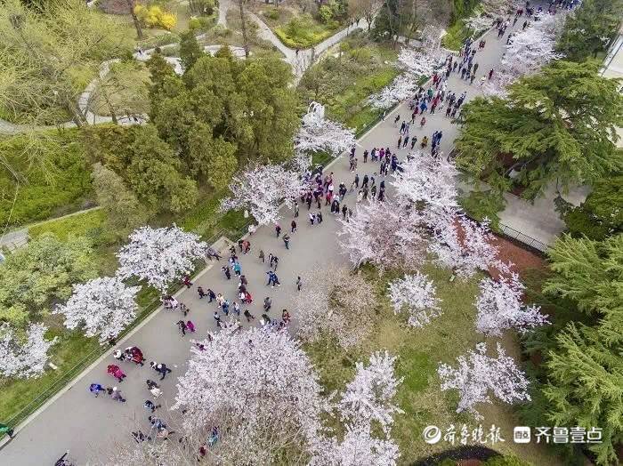中山公园单樱提前9天绽笑颜！清明节花开正盛可赴樱花之约