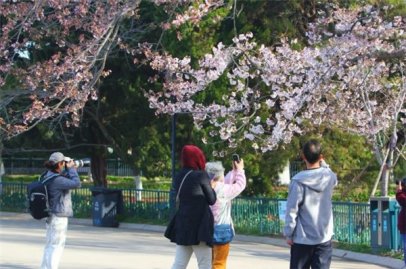 <b>青岛首届樱花节在中山公园举办 市民可免费参观</b>