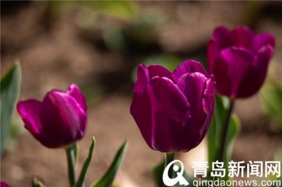 花色雍容亭亭立 中山公园郁金香露芳容