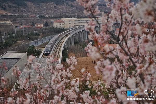 花开成海！青岛这条地铁正在诗和远方中穿行