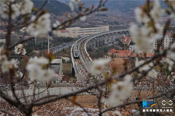 花开成海！青岛这条地铁正在诗和远方中穿行