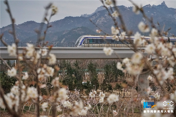 花开成海！青岛这条地铁正在诗和远方中穿行