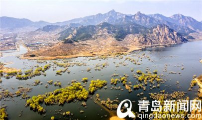 青岛郊外有片水上森林 正是枝头染绿时