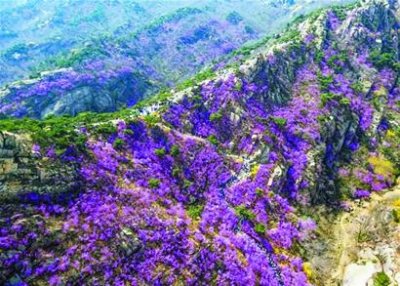 <b>青岛清明赏花全攻略：樱花节主会场设置在中山公园</b>