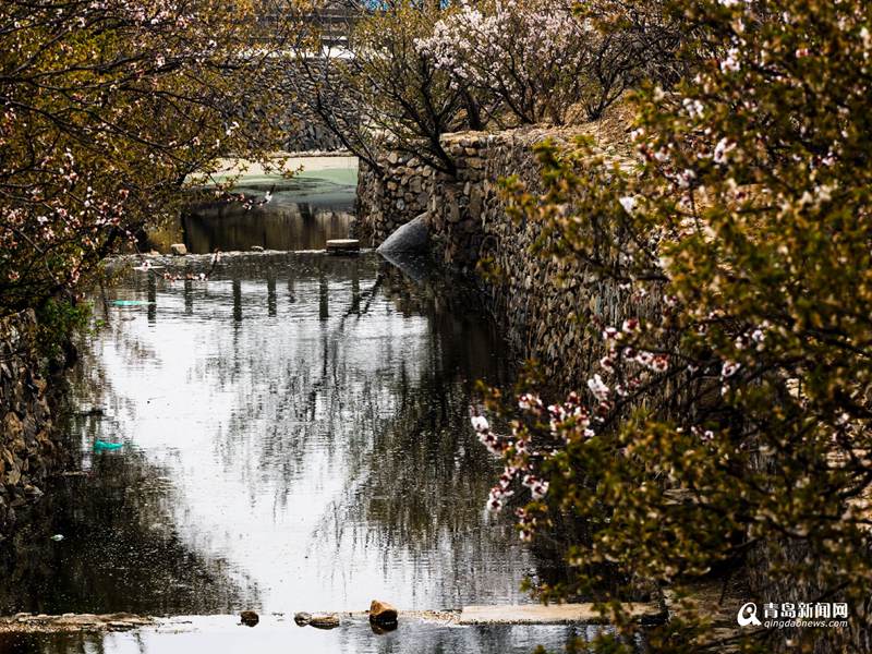 溪水潺潺、鸟语花香…青岛这个乡村旅游景区火了