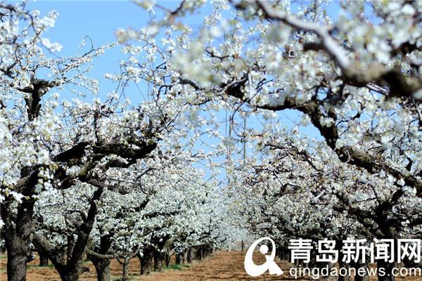 青岛酥梨之乡石梁刘 满园梨花春色撩人