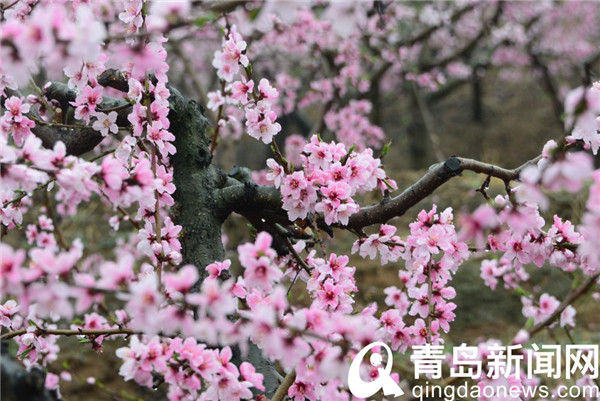 西海岸王台万亩桃花进入盛花期 市民畅游桃花源