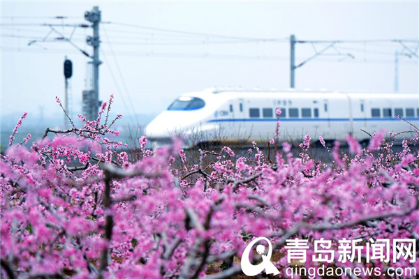 西海岸王台万亩桃花进入盛花期 市民畅游桃花源