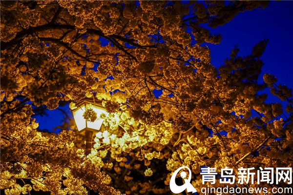 花季夜色多美好 中山公园摄影人拍摄夜晚的樱花