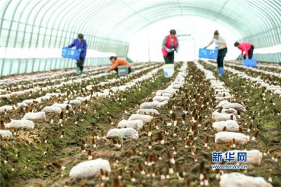 山东青岛：“南菌北种”开辟增收新路径