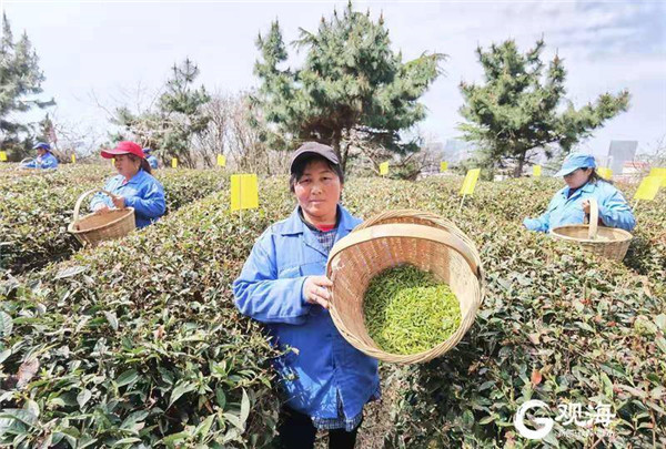 春天的味道！崂山头茬春茶开采