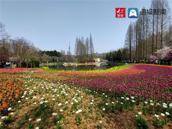 青岛中山公园郁金香花开正盛 引市民纷纷打卡