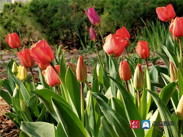 青岛中山公园郁金香花开正盛 引市民纷纷打卡