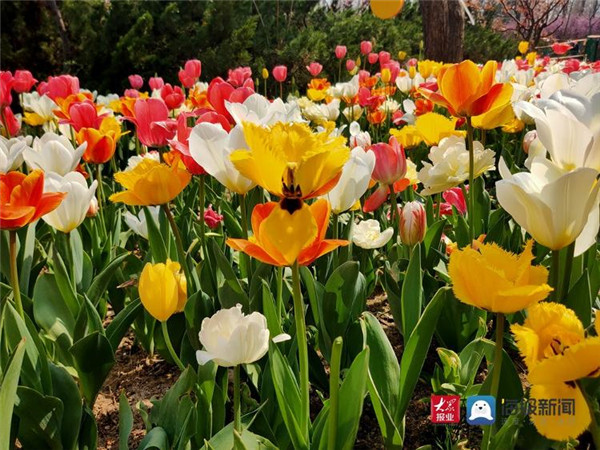 青岛中山公园郁金香花开正盛 引市民纷纷打卡