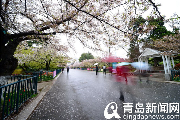 青岛中山公园游人雨后赏樱花 樱花飘洒更有情