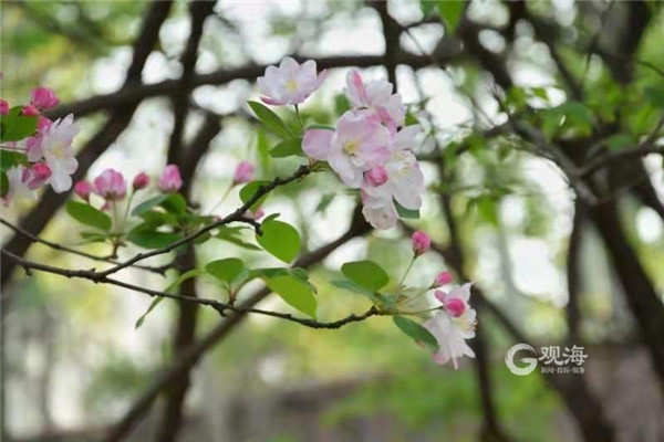 青岛李村公园：春意藏不住，花儿齐争艳