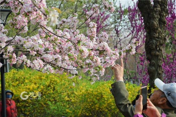 青岛李村公园：春意藏不住，花儿齐争艳