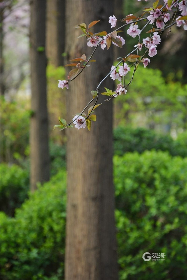 青岛李村公园：春意藏不住，花儿齐争艳