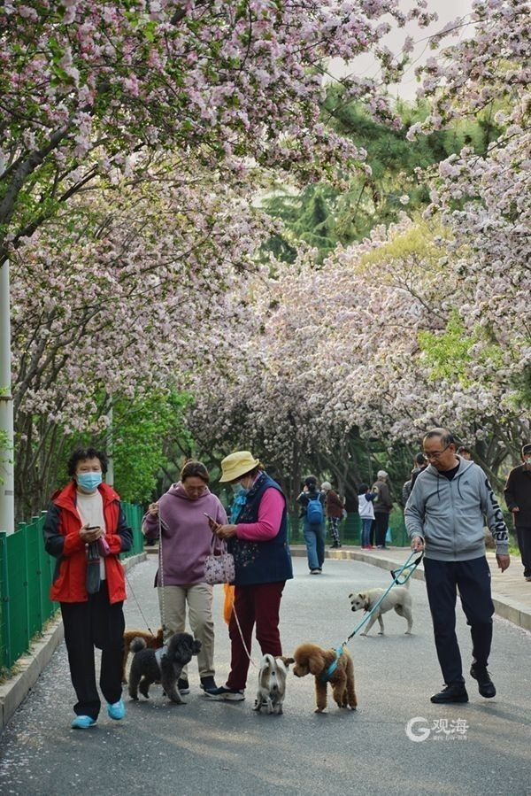 青岛李村公园：春意藏不住，花儿齐争艳