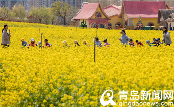 青岛西海岸生态观光园 百亩油菜花迎来盛花期