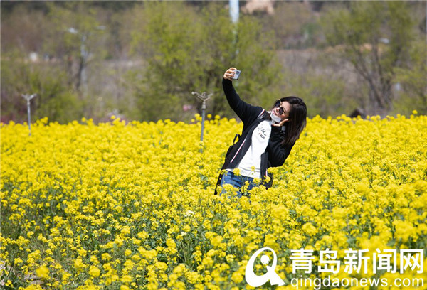 青岛西海岸生态观光园 百亩油菜花迎来盛花期