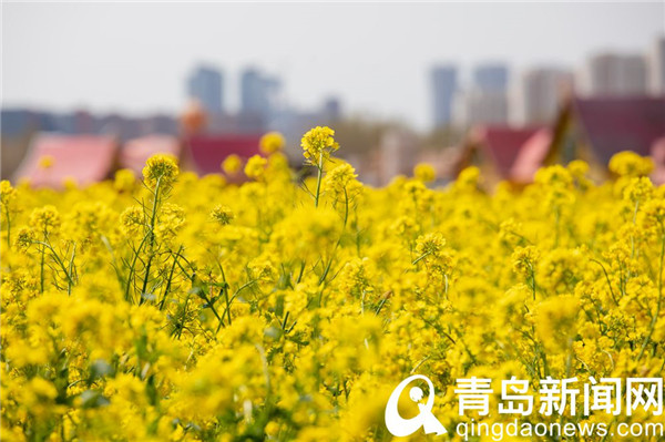 青岛西海岸生态观光园 百亩油菜花迎来盛花期