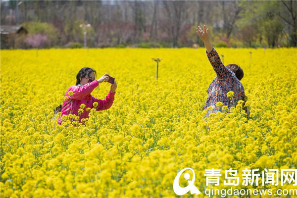 青岛西海岸生态观光园 百亩油菜花迎来盛花期