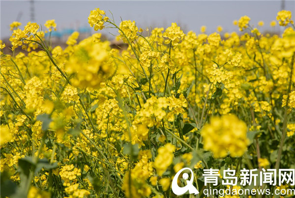 青岛西海岸生态观光园 百亩油菜花迎来盛花期