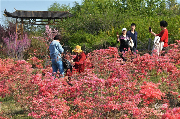 即墨马山公园杜鹃花开映山红，美成一幅画