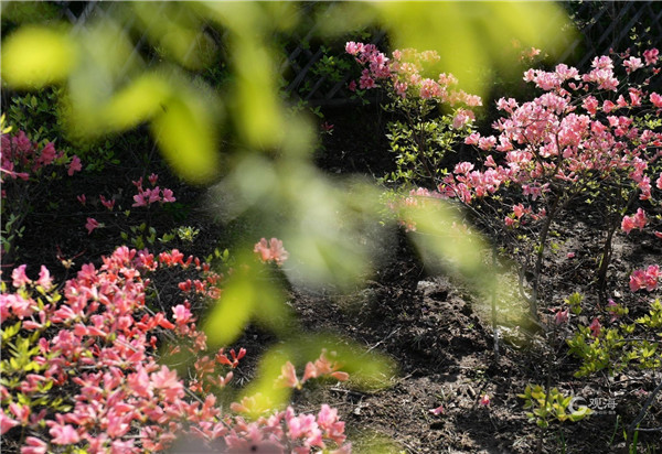 即墨马山公园杜鹃花开映山红，美成一幅画