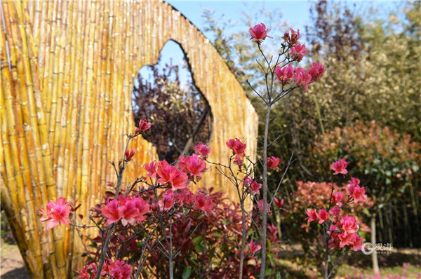 即墨马山公园杜鹃花开映山红，美成一幅画