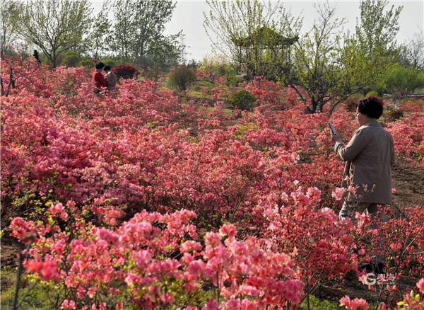 即墨马山公园杜鹃花开映山红，美成一幅画