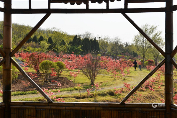 即墨马山公园杜鹃花开映山红，美成一幅画